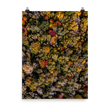 Load image into Gallery viewer, Michigan Fall Colors - Print
