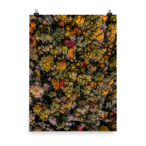 Michigan Fall Colors - Print