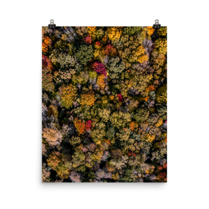 Michigan Fall Colors - Print