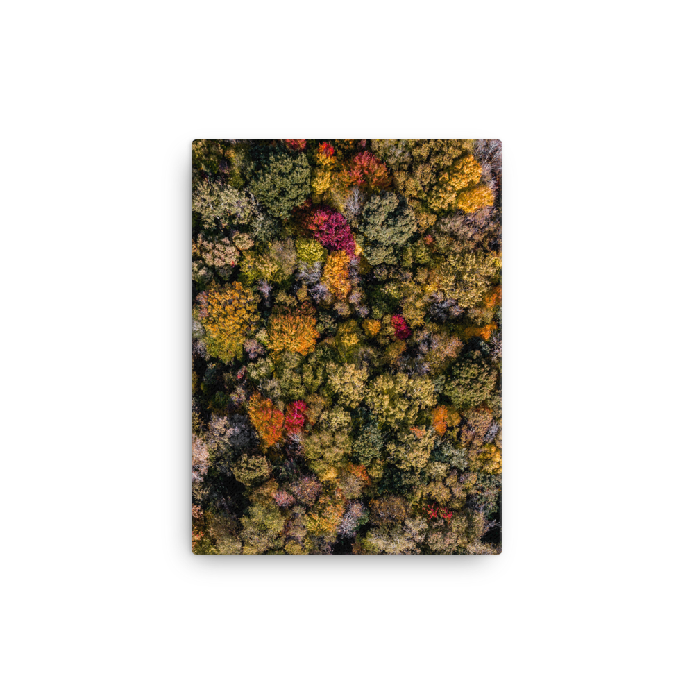 Michigan Fall Colors - Canvas