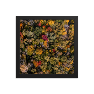 Michigan Fall Colors - Framed