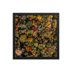 Michigan Fall Colors - Framed