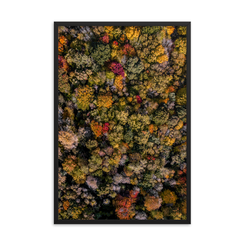 Michigan Fall Colors - Framed