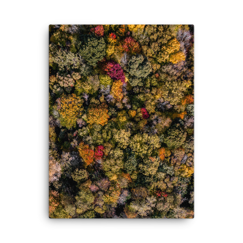 Michigan Fall Colors - Canvas