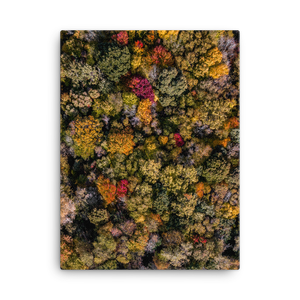 Michigan Fall Colors - Canvas