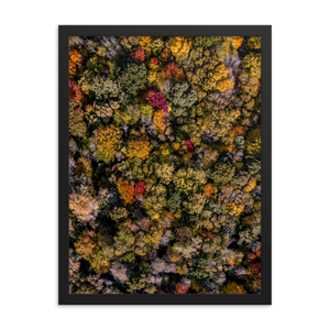 Michigan Fall Colors - Framed