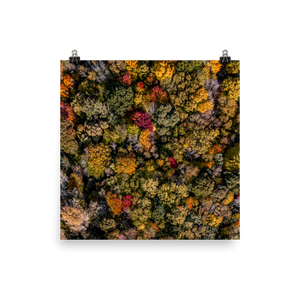 Michigan Fall Colors - Print