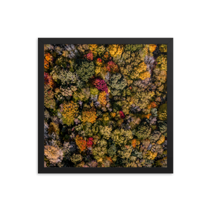 Michigan Fall Colors - Framed