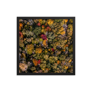 Michigan Fall Colors - Framed