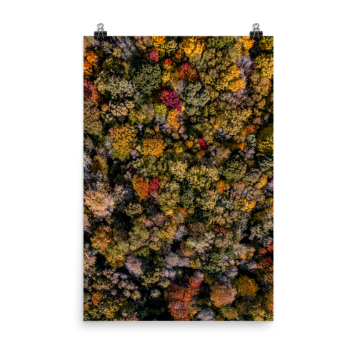 Michigan Fall Colors - Print