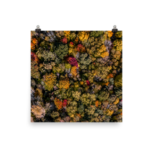 Load image into Gallery viewer, Michigan Fall Colors - Print