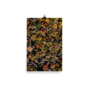 Michigan Fall Colors - Print